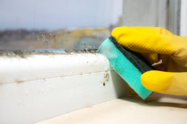 Best White Mold Remediation in Groveport, OH