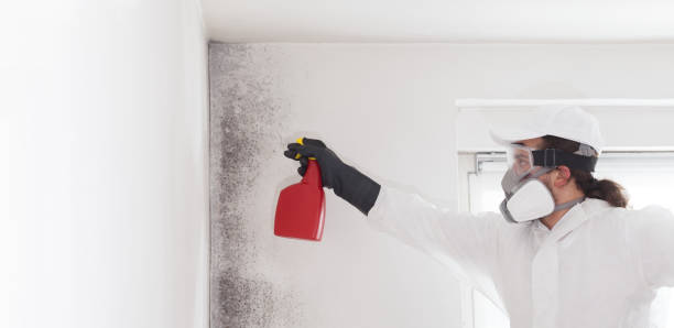 Best Post-Flood Mold Remediation in Groveport, OH