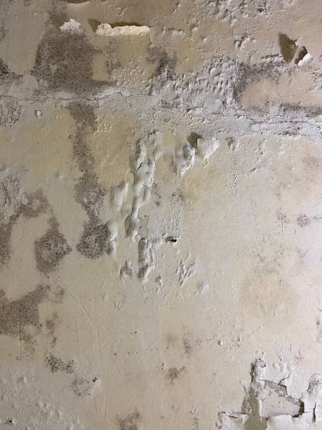 Best Mold Remediation for Specific Building Types in Groveport, OH