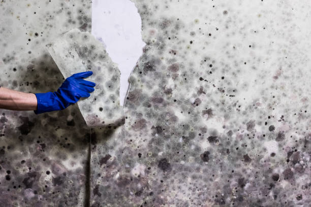 Best Localized Mold Remediation (e.g., coastal areas, humid climates) in Groveport, OH